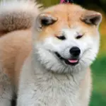 Hachikō1